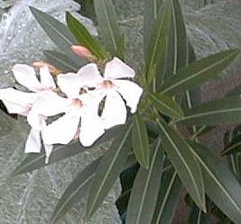 Nerium oleander