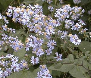 Aster oolentangiensis