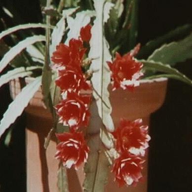Epiphyllum x hybridus