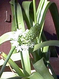 Ornithogalum caudatum
