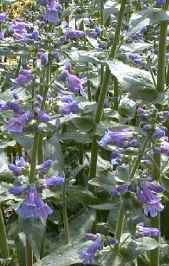 Penstemon ovatus