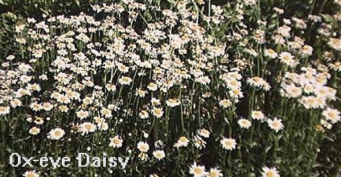 Leucanthemum vulgare