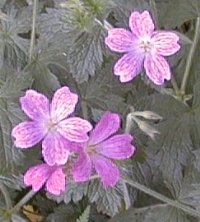 Geranium x oxonianum 'claridge druce'