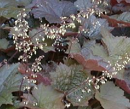 Heuchera micrantha 'purple palace'