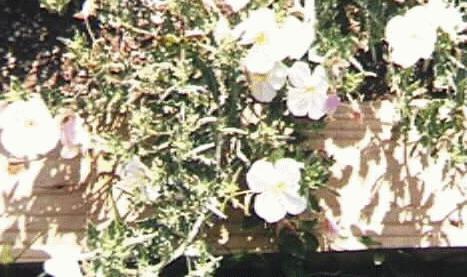 Oenothera pallida runciniata
