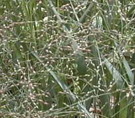 Panicum virgatum