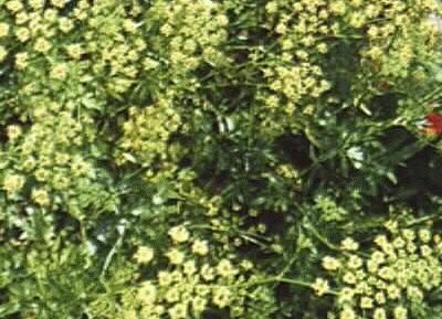 Petroselinum neapolitum