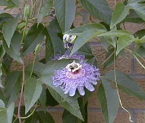Passiflora caerulea