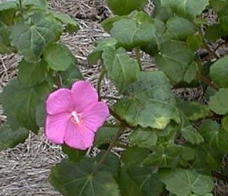 Pavonia lasiopetala