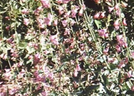 Penstemon clutei
