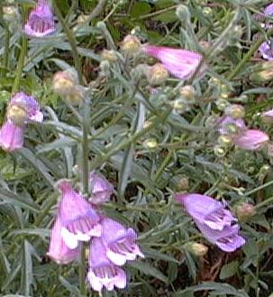 Penstemon richardsonii