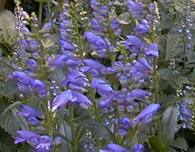Penstemon strictus 'bandera'