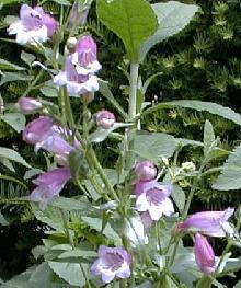 Penstemon campanulatus