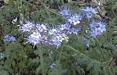 Phacelia tanacetifolia