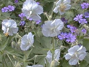 Geranium phaeum album and G. himalayense