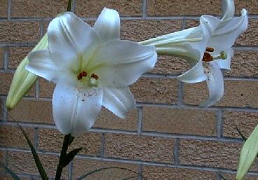 Lilium philippinense