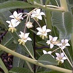 Asclepias physocarpa