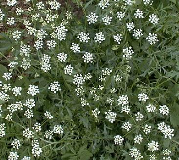 Pimpinella saxifraga
