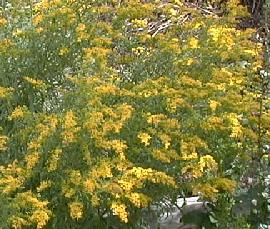 Solidago pinetorum