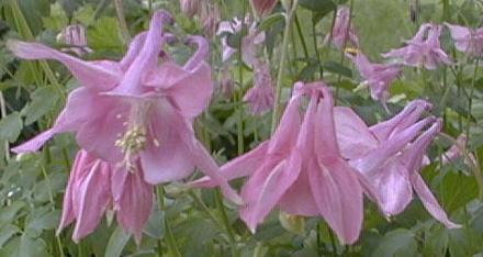 Aquilegia vulgaris
