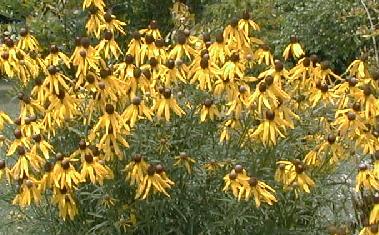 Ratibida pinnata