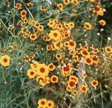 Coreopsis tinctoria