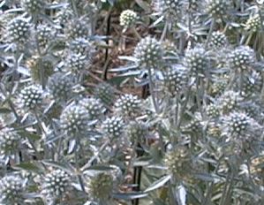Eryngium planum