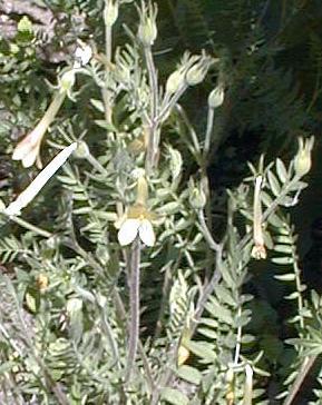 polemonium pauciflorum