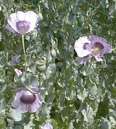 Papaver somniferum