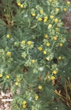 Potentilla pennsylvanica