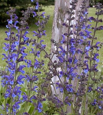 Salvia pratensis