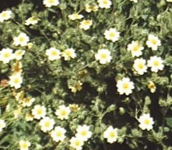 Potentilla recta
