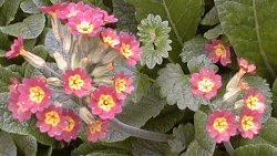 Primula vulgaris