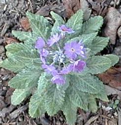 Primula frondosa