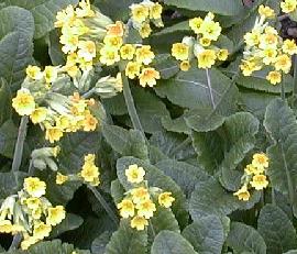 Primula veris