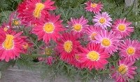 Tanacetum coccineum