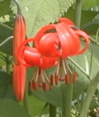 Lilium pumilum