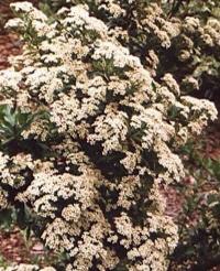 Pyracantha coccinea