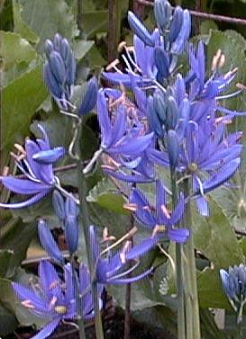 Camassia quamash