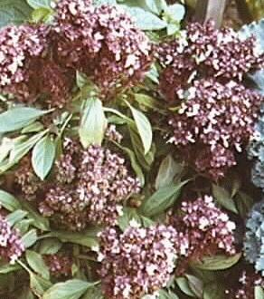 Ocimum basilicum  --  Siam Queen Thai basil