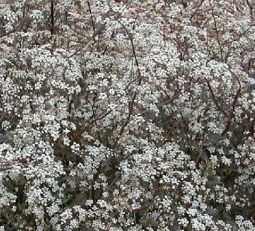 Anthriscus sylvestris 'raven's wing'