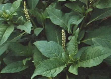 Phytolacca octandra