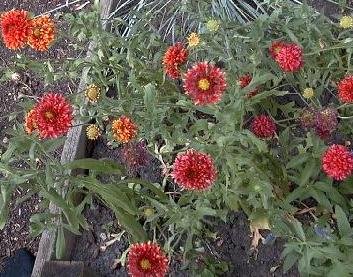 Gaillardia pulchella