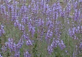 Salvia regeliana