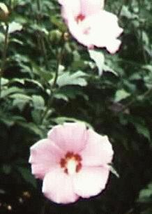 Hibiscus syriacus