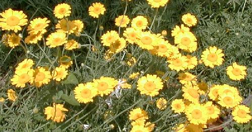 Anthemis rudolphiana