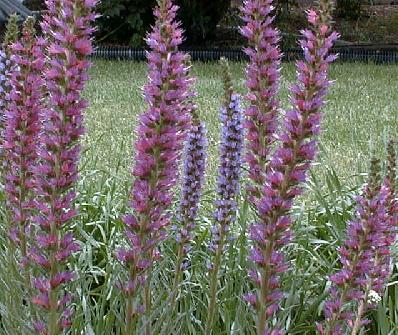 Echium russicum