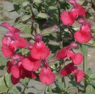 Salvia microphylla var. wislizeni