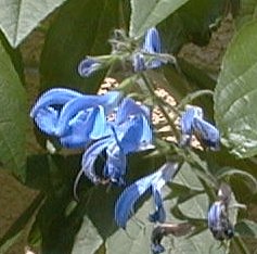 Salvia patens