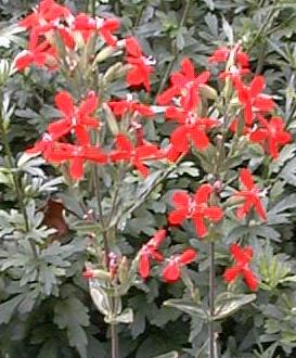 Silene regia